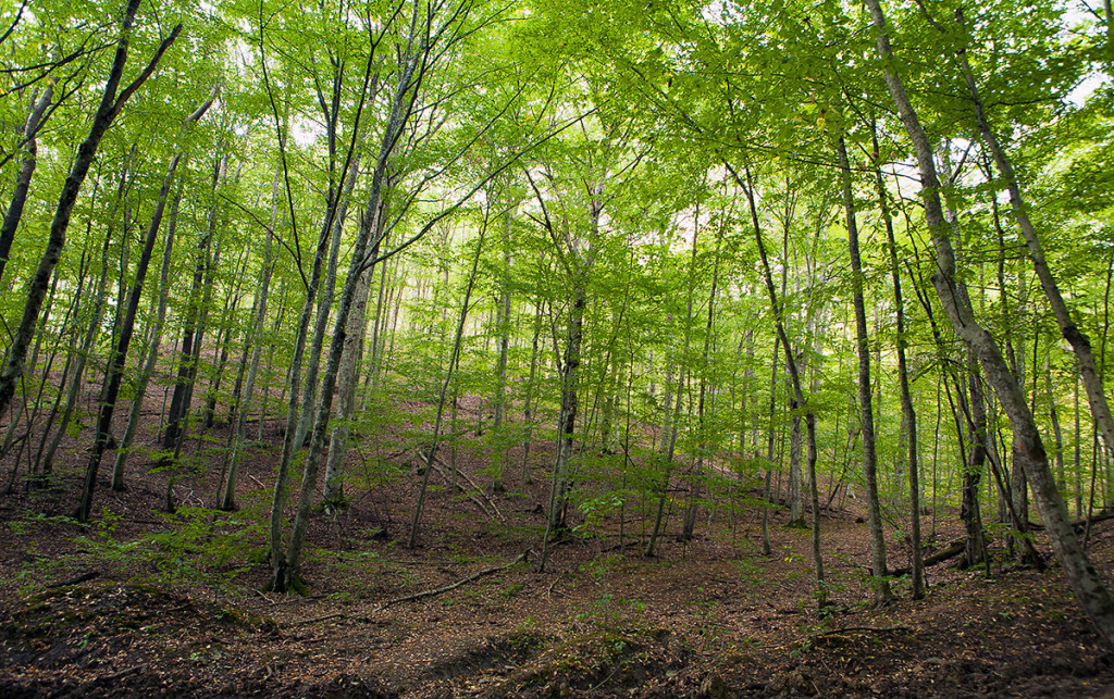 лесной источник, предгорье Большого Кавказа, буковый лес
