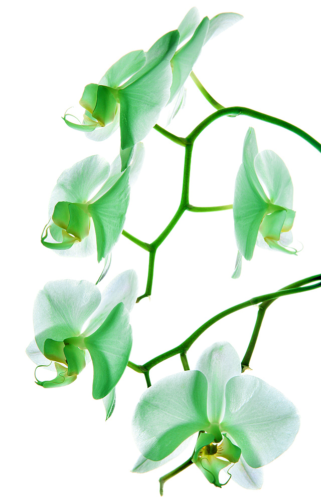 орхидея, оформление интерьера, предметная фотосьемка